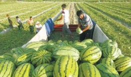 新疆新瓜最新爆料,揭秘神秘瓜果背后的故事