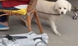 狗砸升级枪最新爆料,全新爆料揭示神秘武器进化之谜